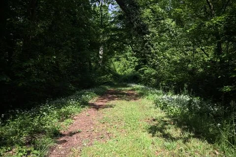 Trail with flowers Stock Photos