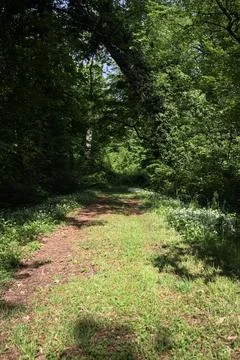 Trail with flowers Stock Photos