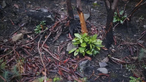 Trail 動画素材 87741067