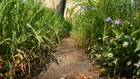 Trail Stock Footage 153453149