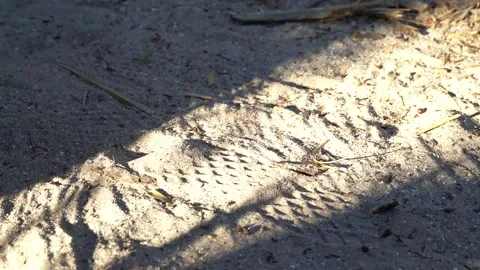 Trail footstep closeup Stock Footage 171949091