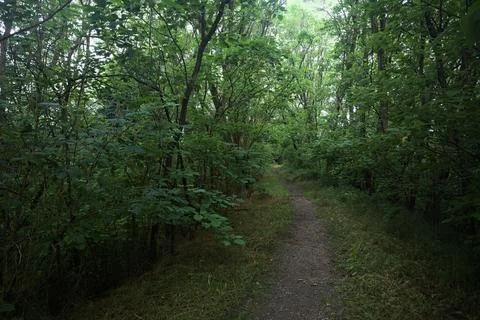 Trail in a forest on a cloudy day Stock Photos