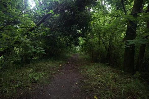 Trail in a forest on a cloudy day Stock Photos