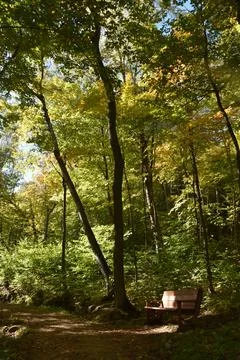 A trail in the forest in the fall Stock Photos