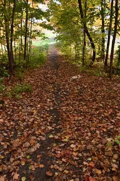 A trail in the forest in the fall Stock Photos