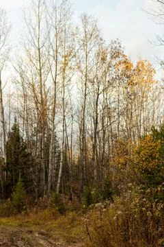 A trail in the forest in the fall Stock Photos