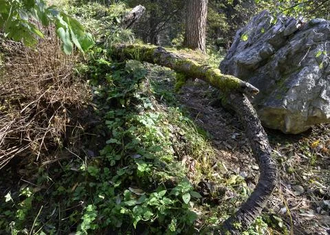 A trail in the forest with a fallen tree covered with moss and a huge boulder Stock Photos