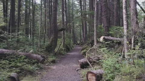 Trail in the Forest Video stock 101817622