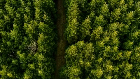 The trail in the forest Stock Footage 107336695