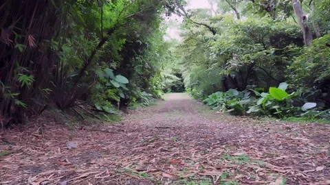 Trail in forest Stock Footage 134279588