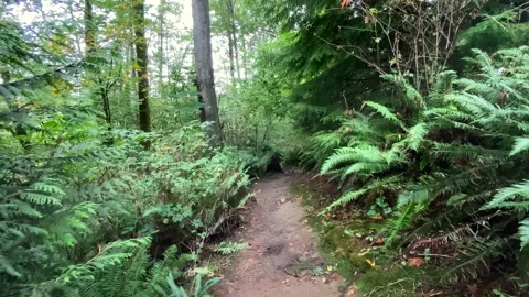 Trail in the Forest Stock Footage 139894601