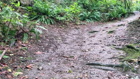 Trail in the Forest Stock Footage 139894667