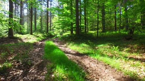 Trail in the forest kobernausser wald in upper austria Video stock 130623318