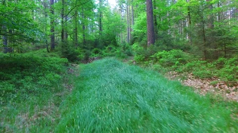 Trail in the forest kobernausser wald in upper austria Stock Footage 130623734