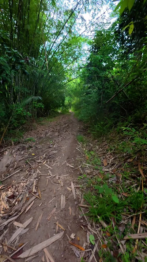 Trail in the forest. Landscape of a forest road. Stock Footage 300320962