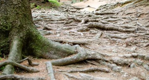 Trail in the forest made of bare tree roots. A lot of bare  tree roots on the Stock Photos