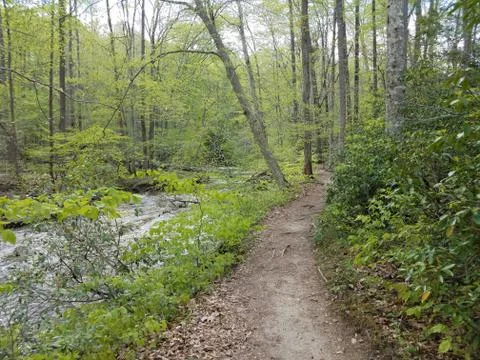 Trail in the forest or woods with a stream or river Stock Photos