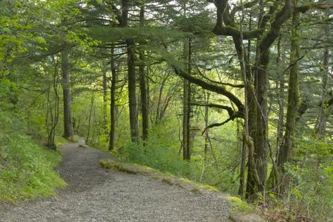 Trail in a forest oregon. Stock Photos