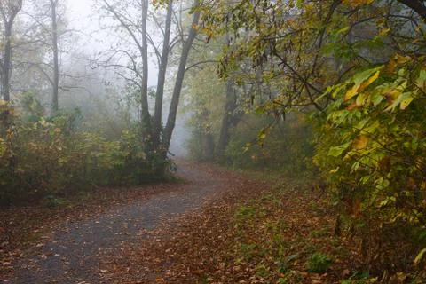 Trail in the forest Stock Photos