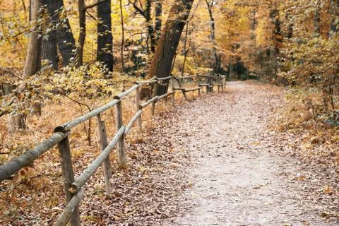 Trail in the forest Stock Photos