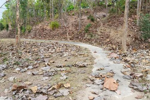Trail in the forest Stock Photos