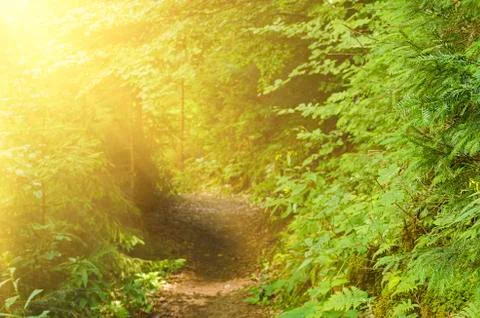 The trail in a forest Stockfoto's