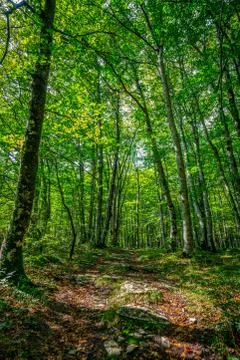 Trail in the forest Stock Photos