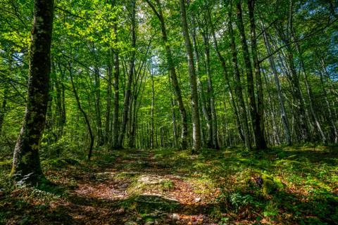 Trail in the forest Stock Photos