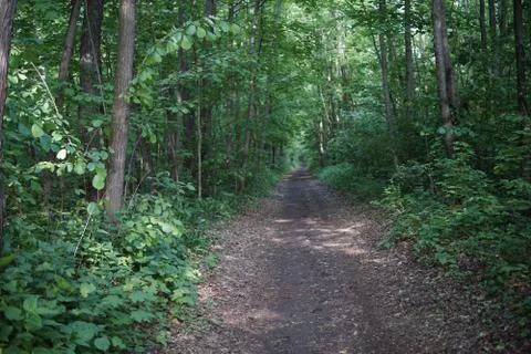 The trail in the forest Stock Photos