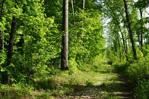 The trail in the forest Foto stock