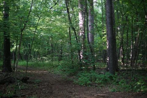 The trail in the forest Stock Photos