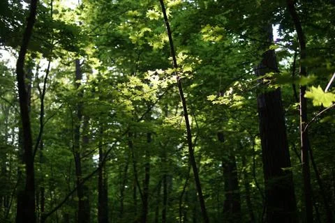 The trail in the forest Stock Photos