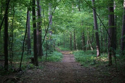 The trail in the forest Stock Photos