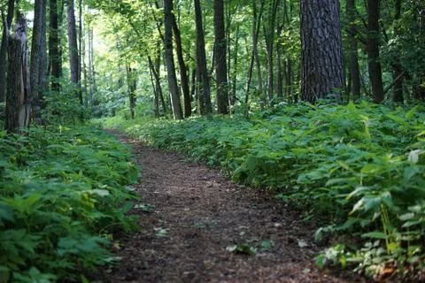 The trail in the forest Stock Photos