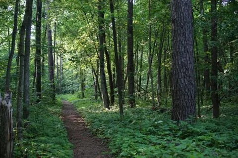 The trail in the forest Stock Photos