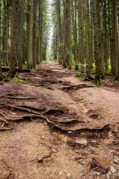 Trail in forest Stock Photos
