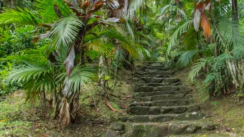 Trail in the forest Stock Photos