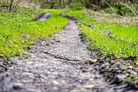 Trail in the forest Foto stock
