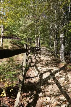 Trail in a forest Stock Photos