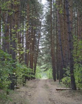 A trail in the forest Stock Photos