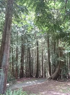 A trail in the forest Stock Photos