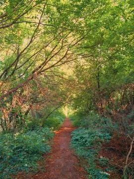 A trail in the forest Photos
