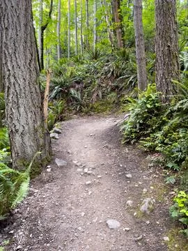 A trail in the forest Stock Photos