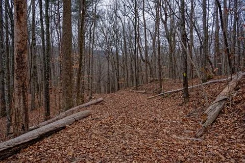 Trail in the forest in winter Stock Photos