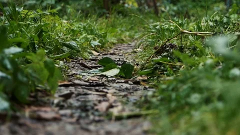 Trail in the forest. Wood Stock Footage 116267248