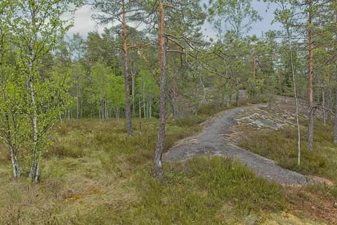 Trail in fortest. Stock Photos
