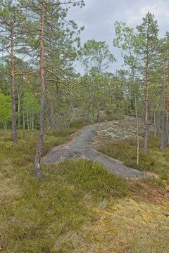 Trail in fortest. Foto stock
