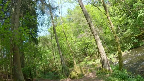 Trail in fresh springtime forest with flowing river Stock Footage 296978759