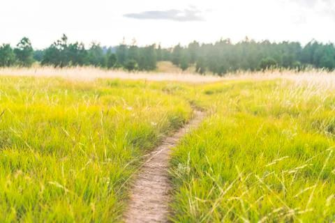 Trail the grass field. Stock Photos