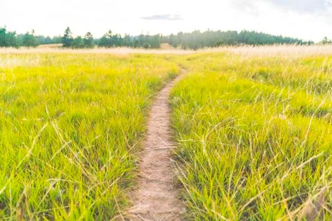 Trail the grass field. Stock Photos